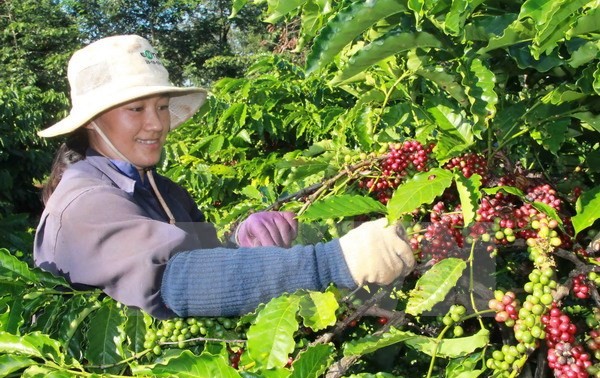 Brazil mengimpor kopi Robusta dari Vietnam